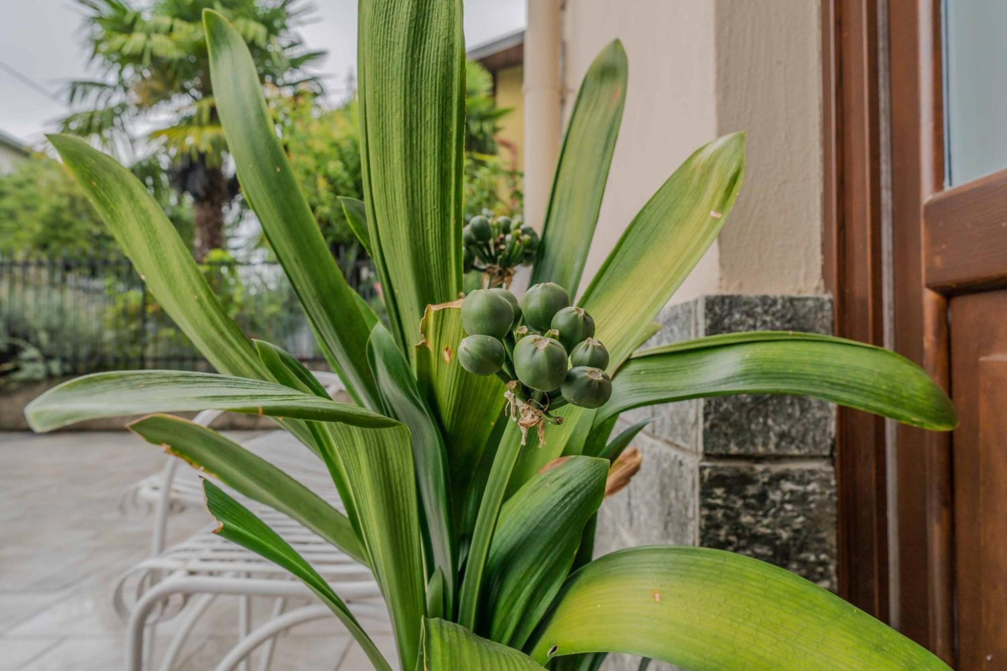 Il Giardino Di Alfonso - Malpensa Airport Relax Apartment Samarate Bagian luar foto